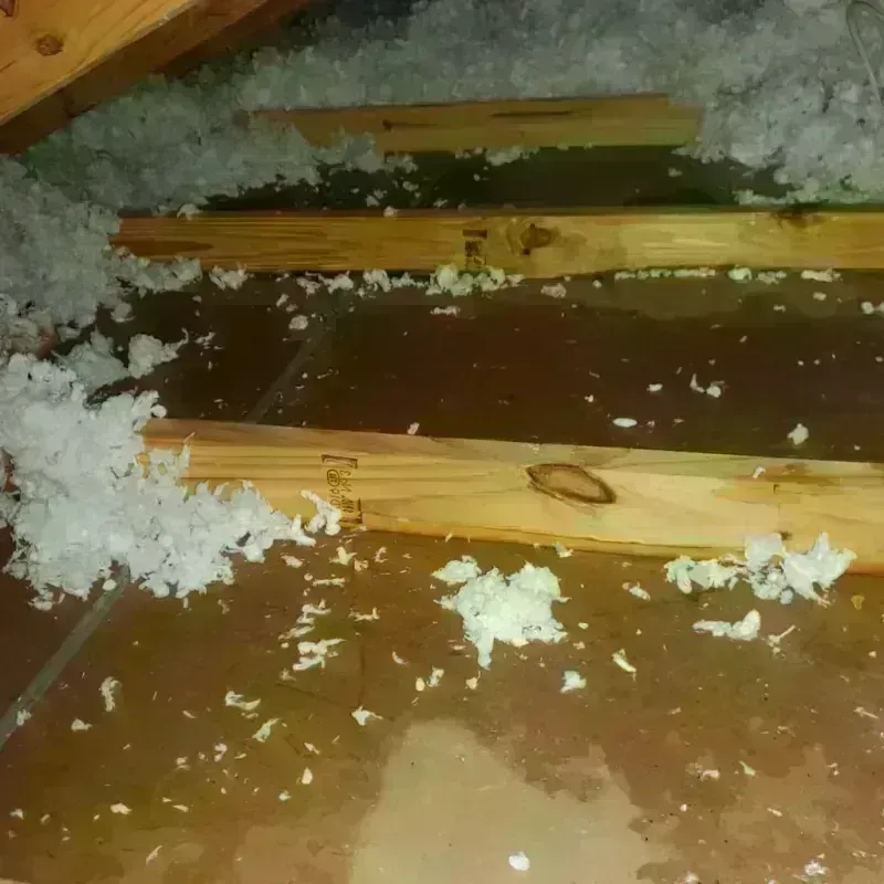 Attic Water Damage in Holly Hill, FL